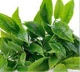 Extracto de Té Verde: Componente clave de Silvets para la quema de grasa.