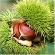 Representación del ingrediente Venocin, extracto de castaño de indias para la circulación.