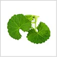 Representación del ingrediente Centellin, extracto de centella asiática para la salud venosa.