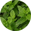 Extracto de hojas de ortiga común: Beneficios